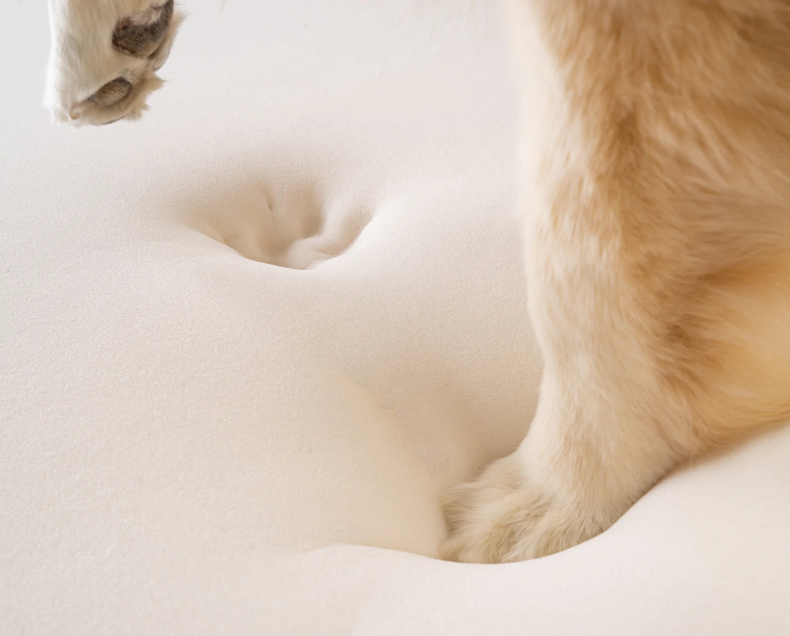 Pawsy